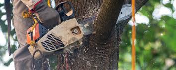 Best Storm Damage Tree Cleanup  in Marshall, MN