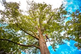 Best Root Management and Removal  in Marshall, MN