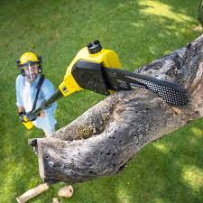 Best Tree Maintenance Programs  in Marshall, MN