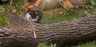 Best Tree Health Inspection  in Marshall, MN