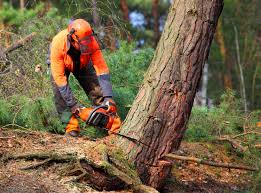 How Our Tree Care Process Works  in  Marshall, MN