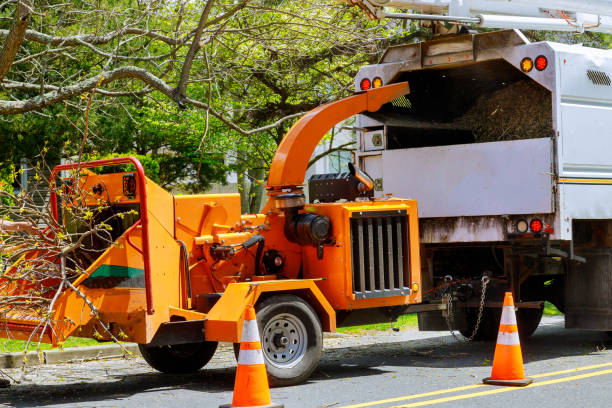 Best Tree Disease Treatment  in Marshall, MN