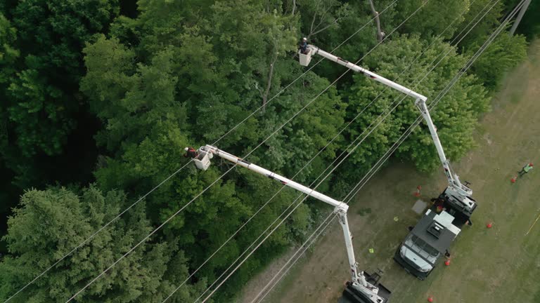 Best Hazardous Tree Removal  in Marshall, MN