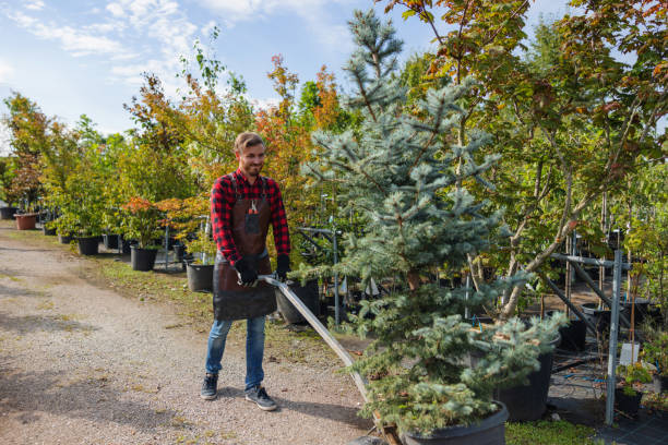 Best Tree Mulching  in Marshall, MN