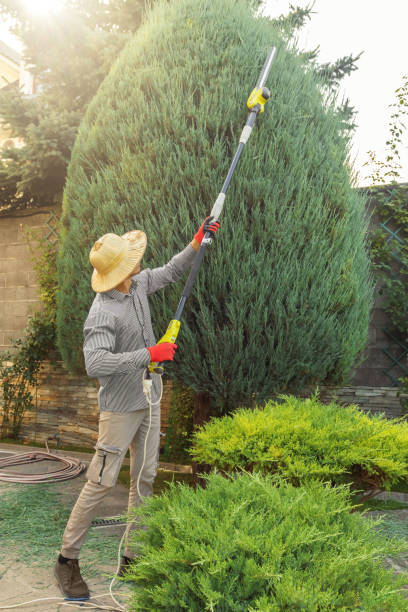 Best Palm Tree Trimming  in Marshall, MN